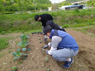 안전요원님의 감자 · 영농일지 작성글 사진