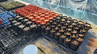 연지골농원_단야님의 기타작물 · 영농일지 작성글 사진