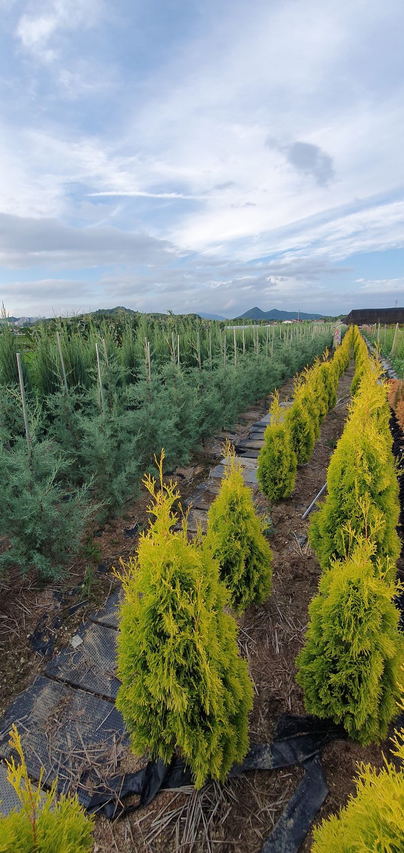 권영섭님의 장터 판매 상품 [써니스마라그 1.5m] 첨부 사진