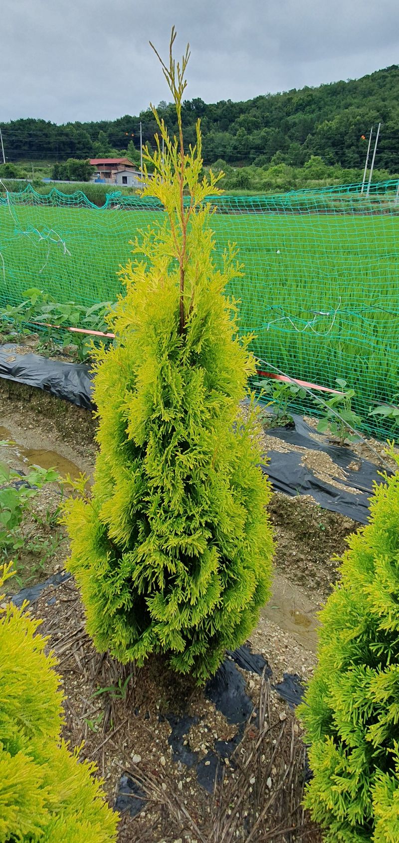 권영섭님의 장터 판매 상품 [써니스마라그 1.5m] 첨부 사진