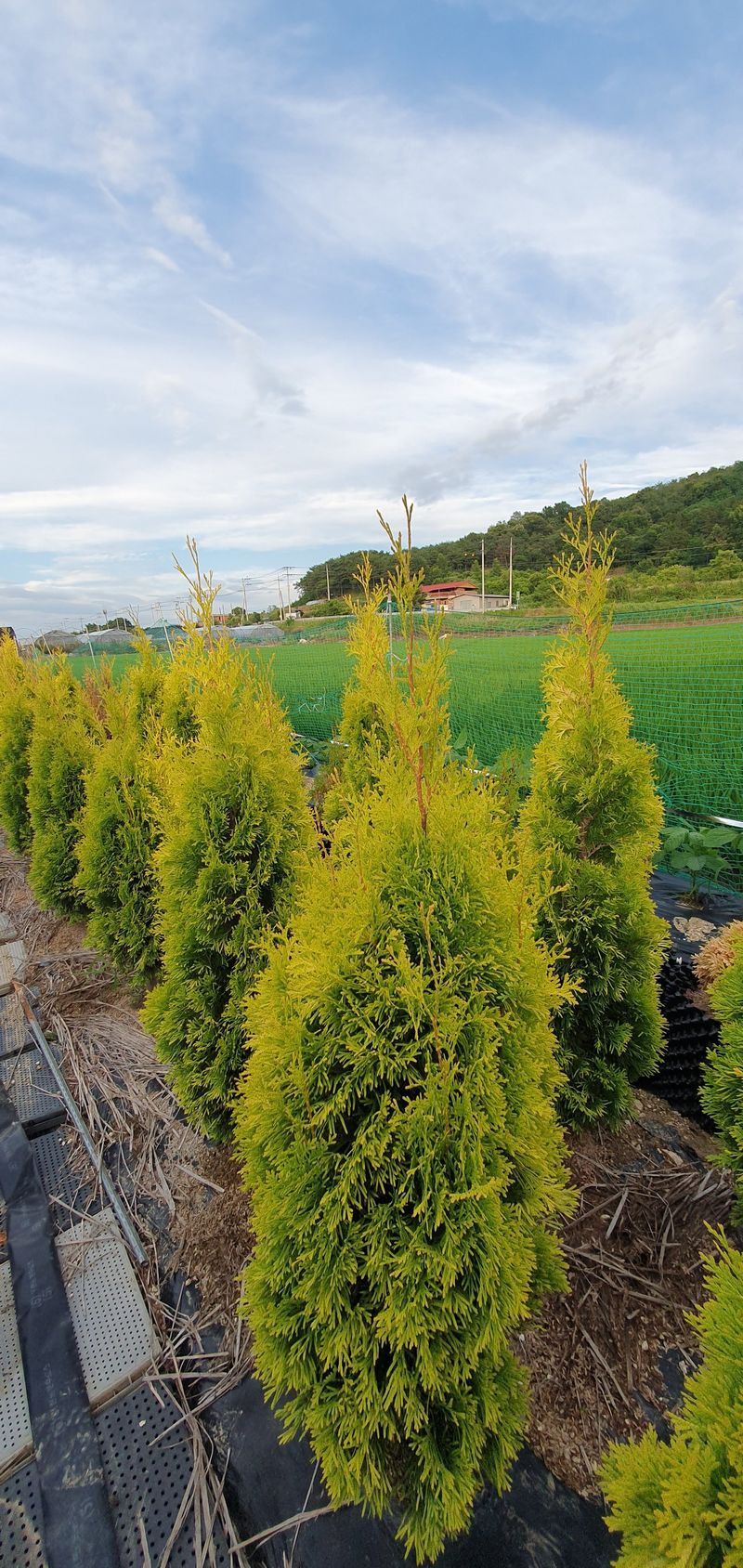 권영섭님의 장터 판매 상품 [써니스마라그 1.5m] 첨부 사진