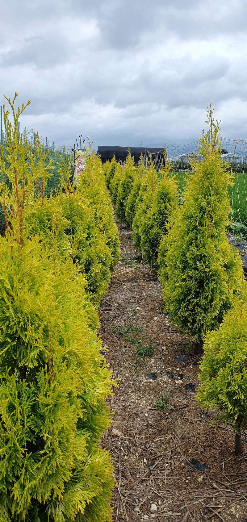 권영섭님의 장터 판매 상품 [써니스마라그 1.5m] 첨부 사진