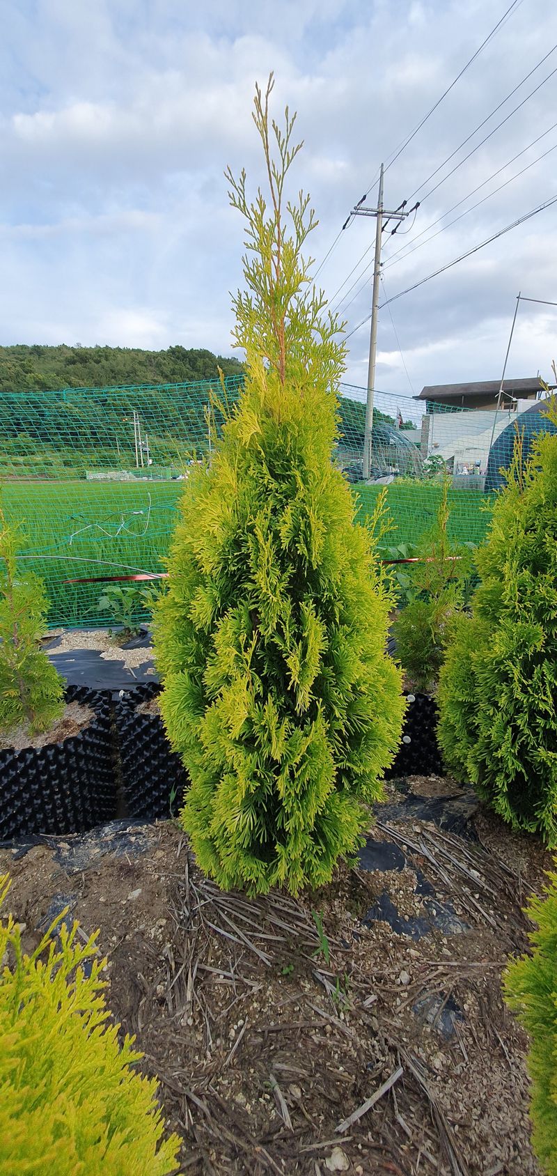 권영섭님의 장터 판매 상품 [써니스마라그 1.5m] 첨부 사진