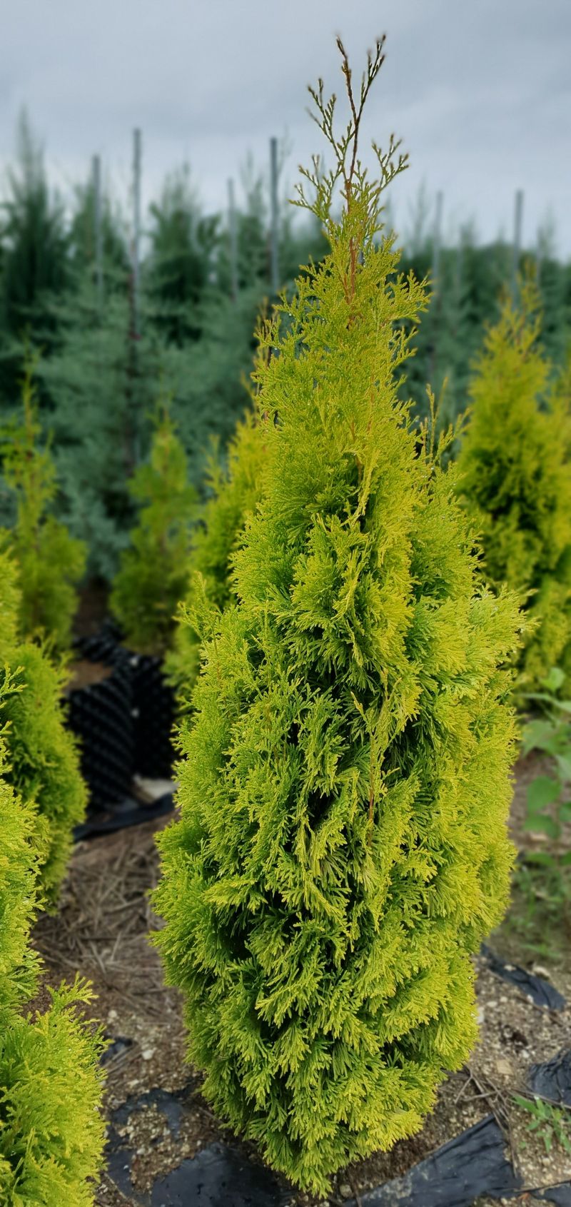 장터 상품 [써니스마라그 1.5m] 썸네일