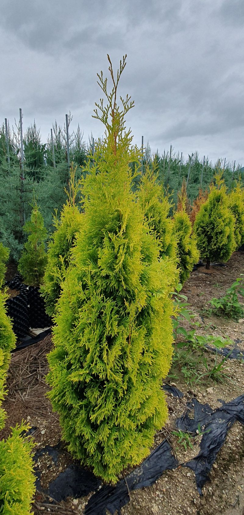 권영섭님의 장터 판매 상품 [써니스마라그 1.5m] 첨부 사진