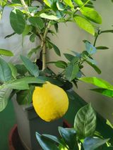 팜모닝 자유주제·자유게시판 게시글 이미지