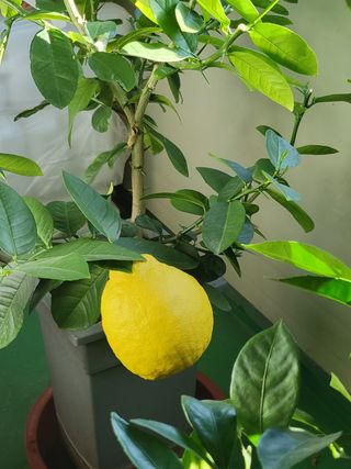 맹태임님의 자유주제 · 자유게시판 작성글 사진