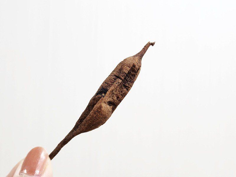 이창신님의 장터 판매 상품 [천문동차200g+200g] 첨부 사진