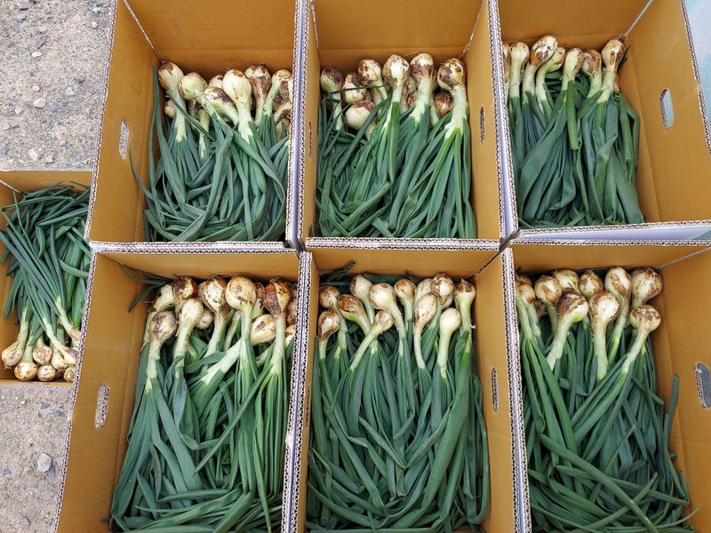 장터 상품 [줄기양파3kg] 썸네일