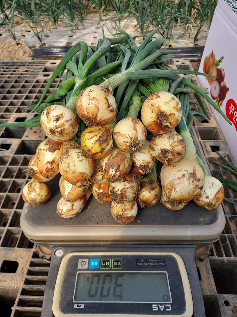 무안양파농가님의 장터 판매 상품 [줄기양파3kg] 첨부 사진