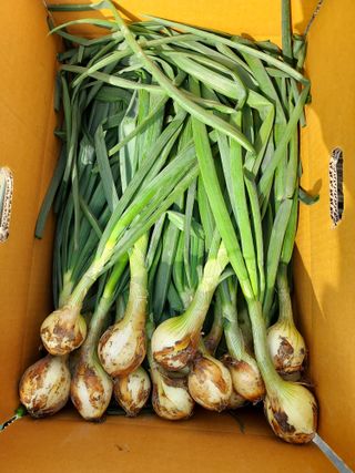 무안양파농가님의 작성글 사진