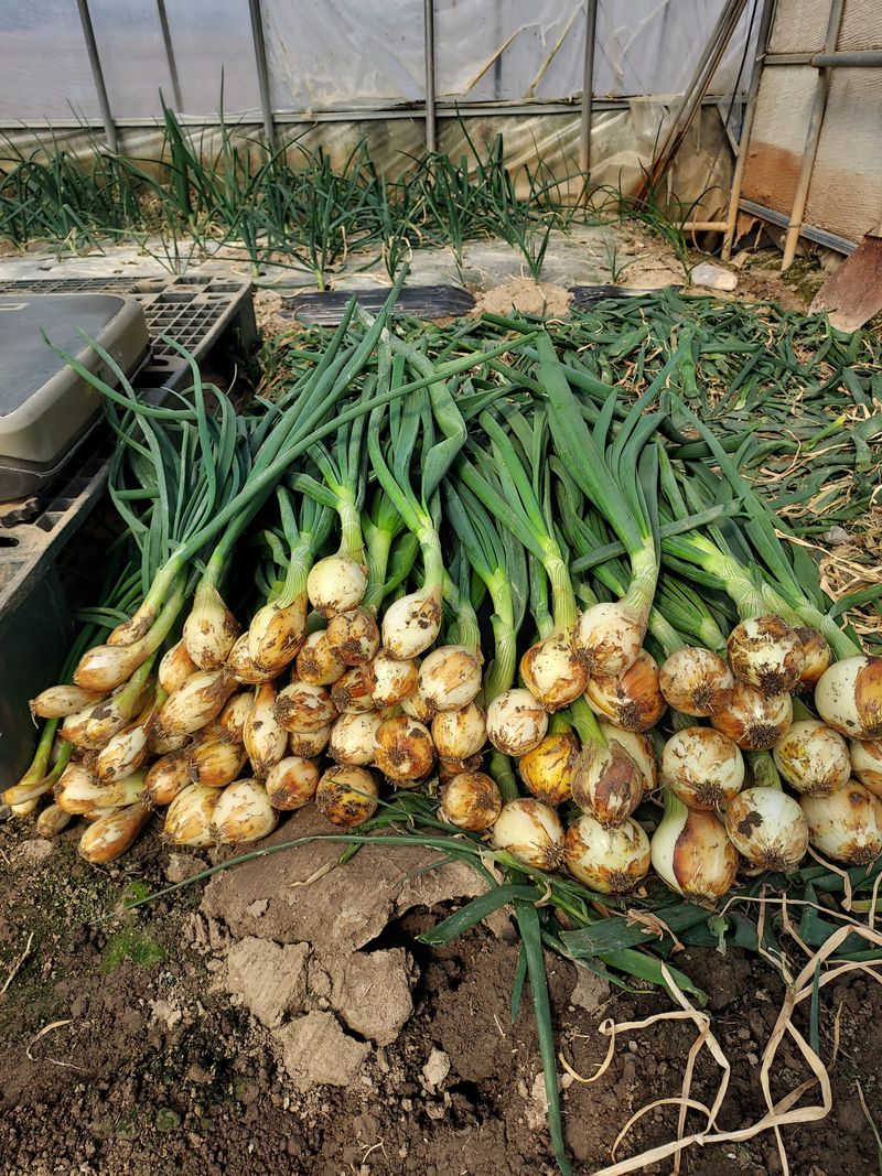 무안양파농가님의 장터 판매 상품 [줄기양파3kg] 첨부 사진