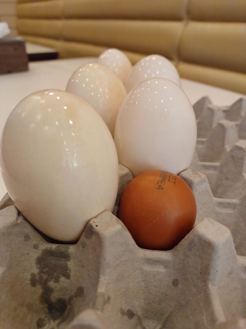 장터 상품 [식용 거위알1개] 썸네일