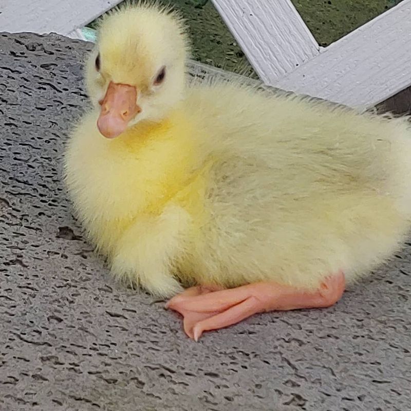 산골촌부님의 장터 판매 상품 [식용 거위알1개] 첨부 사진