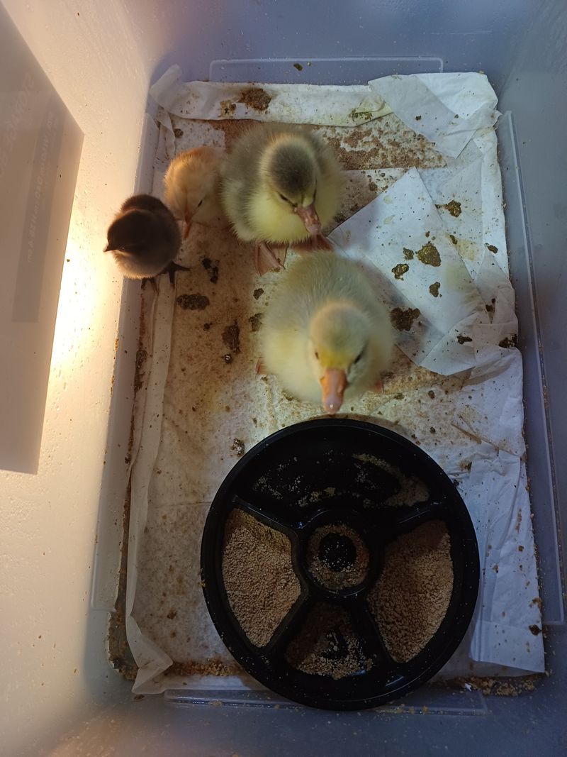 산골촌부님의 장터 판매 상품 [식용 거위알1개] 첨부 사진