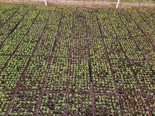 루라121(임동구)님의 기타작물 · 영농일지 작성글 사진