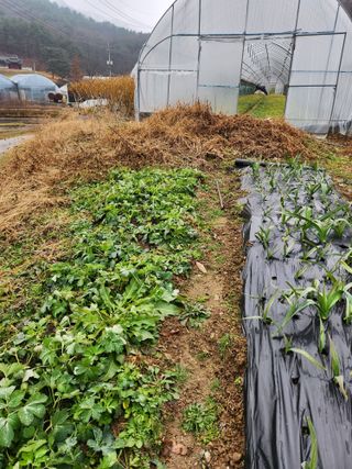 루라121(임동구)님의 기타작물 · 영농일지 작성글 사진