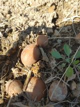 팜모닝 농사, 무엇이든 물어보세요!·참여글 게시글 이미지