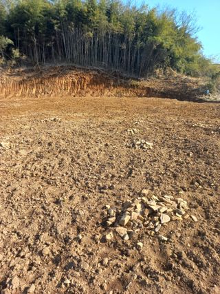 김경란님의 고구마 · 영농일지 작성글 사진