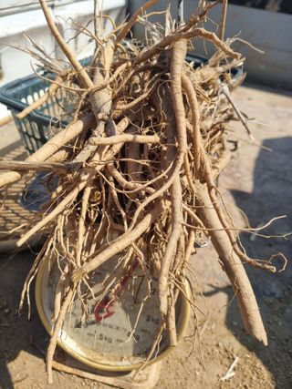 이호성님의 두릅 · 품종•종자 작성글 사진