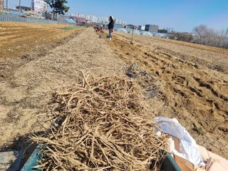 이호성님의 두릅 · 품종•종자 작성글 사진