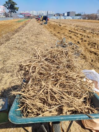 이호성님의 두릅 · 품종•종자 작성글 사진