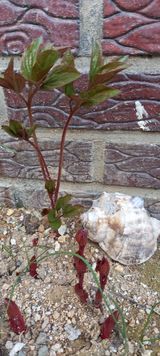 팜모닝 자유주제·자유게시판 게시글 이미지