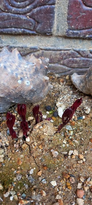 사과15865김도화님의 자유주제 · 자유게시판 작성글 사진
