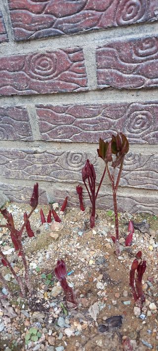 사과15865김도화님의 자유주제 · 자유게시판 작성글 사진