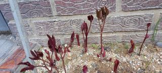 사과15865김도화님의 자유주제 · 자유게시판 작성글 사진