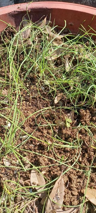 사과15865김도화님의 자유주제 · 자유게시판 작성글 사진