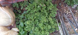 사과15865김도화님의 자유주제 · 자유게시판 작성글 사진