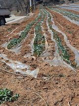 팜모닝 마늘·비료•농약 게시글 이미지