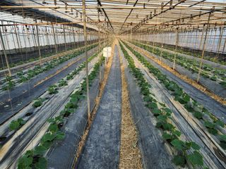 유덕균님의 오이 · 영농일지 작성글 사진