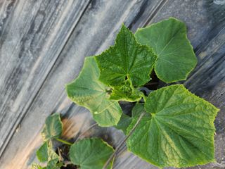 유덕균님의 오이 · 영농일지 작성글 사진