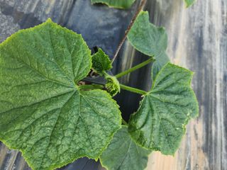 유덕균님의 오이 · 영농일지 작성글 사진