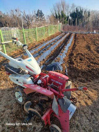 대왕소나무님의 감자 · 영농일지 작성글 사진