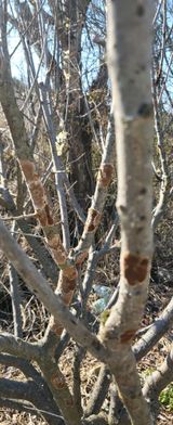 팜모닝 매실·병해충상담 게시글 이미지