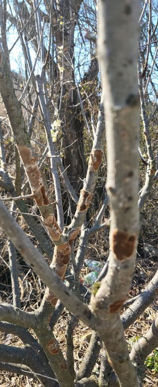 노력중님의 매실 · 병해충상담 작성글 사진