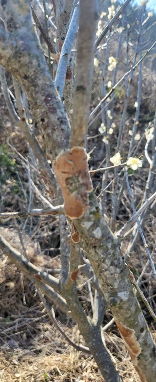 노력중님의 매실 · 병해충상담 작성글 사진