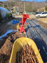 팜모닝 포도·영농일지 게시글 이미지