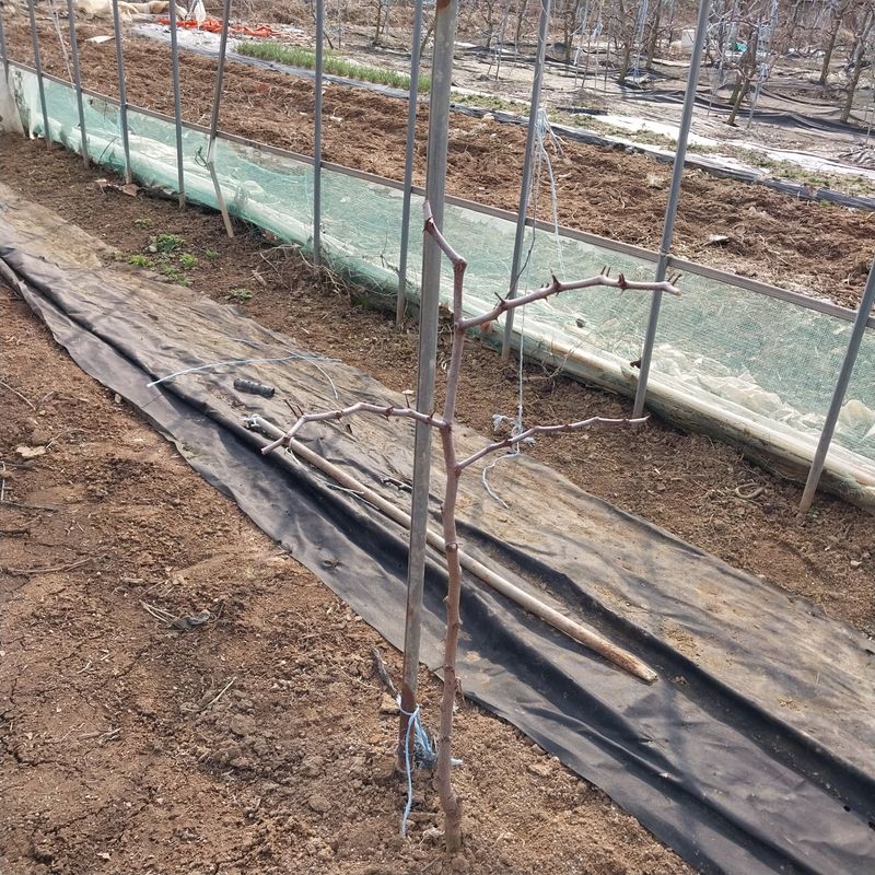 장터 상품 [보은대추 묘목2년생] 썸네일