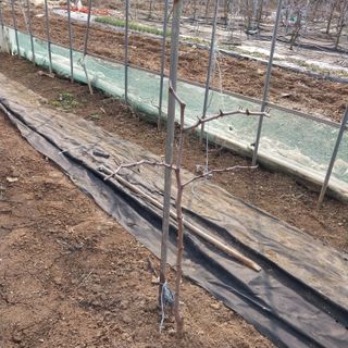 아로대추님의 작성글 사진