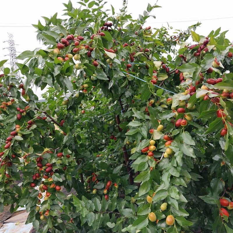 아로대추님의 장터 판매 상품 [보은대추 묘목2년생] 첨부 사진