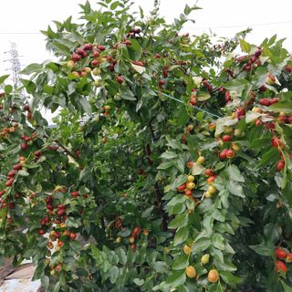 아로대추님의 작성글 사진