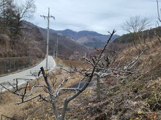 텃밭과수알기님의 자유주제 · 자유게시판 작성글 사진