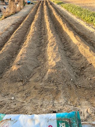 osm님의 감자 · 영농일지 작성글 사진