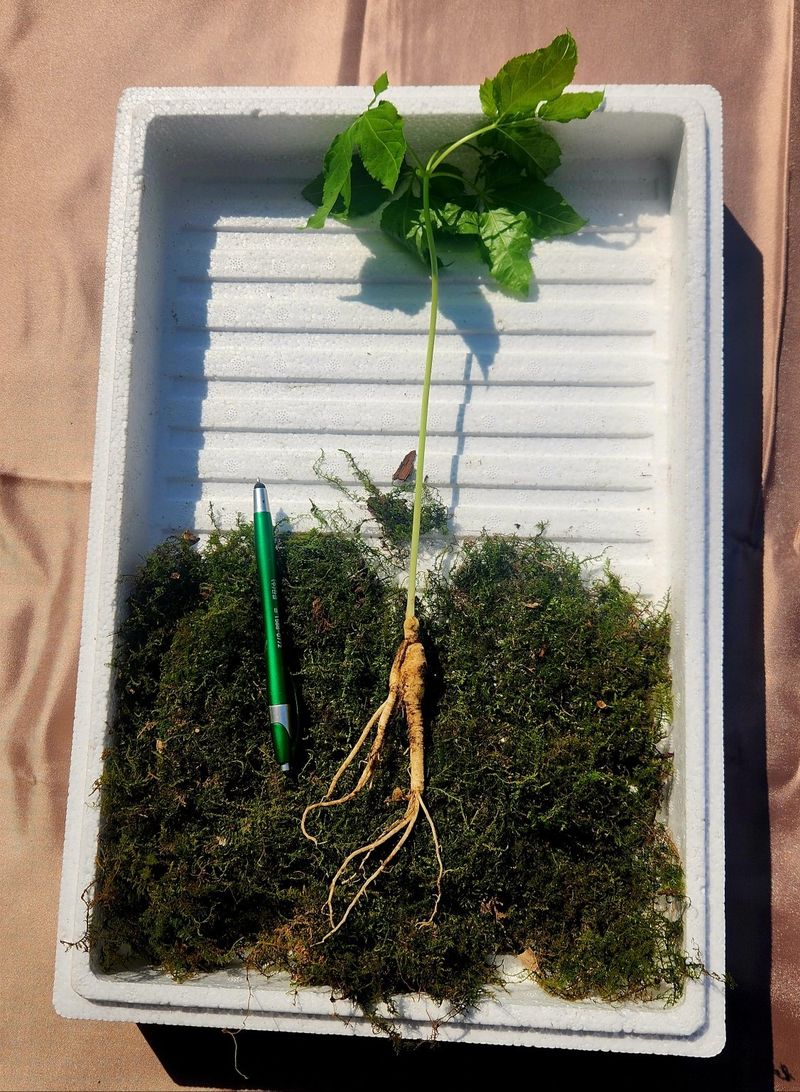 장터 상품 [지리산 구룡폭포 4년근 삭대삼10뿌리] 썸네일