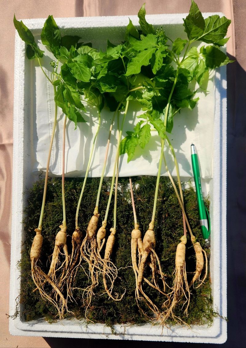 김미정님의 장터 판매 상품 [지리산 구룡폭포 4년근 삭대삼10뿌리] 첨부 사진