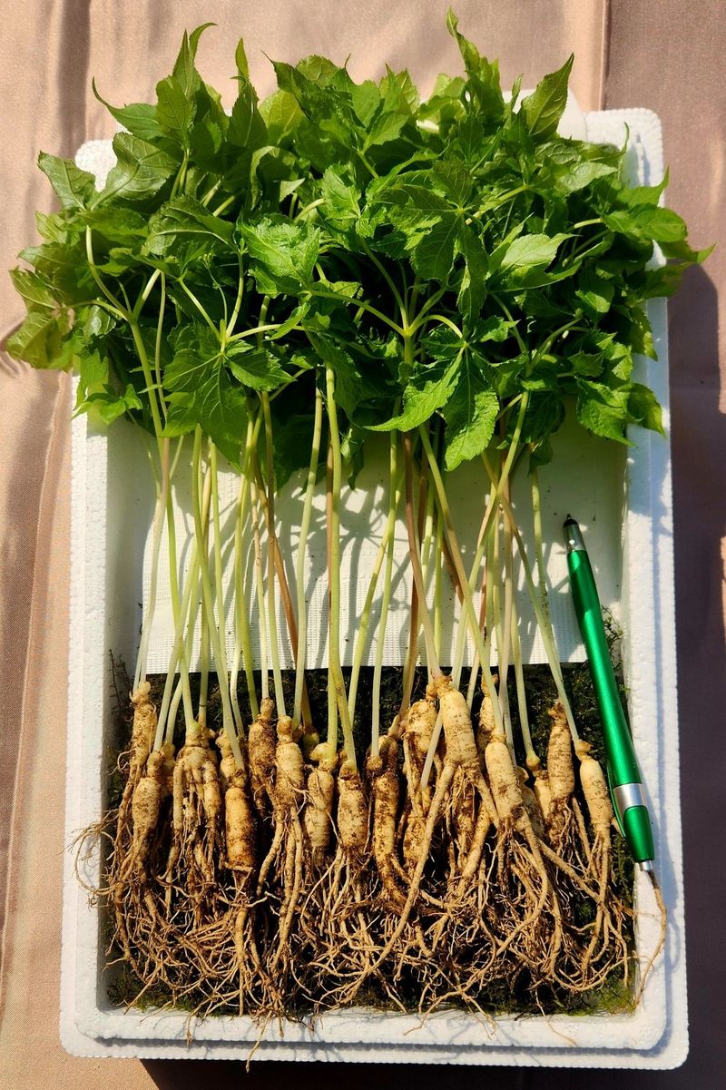 김미정님의 장터 판매 상품 [지리산 구룡폭포 4년근 삭대삼10뿌리] 첨부 사진